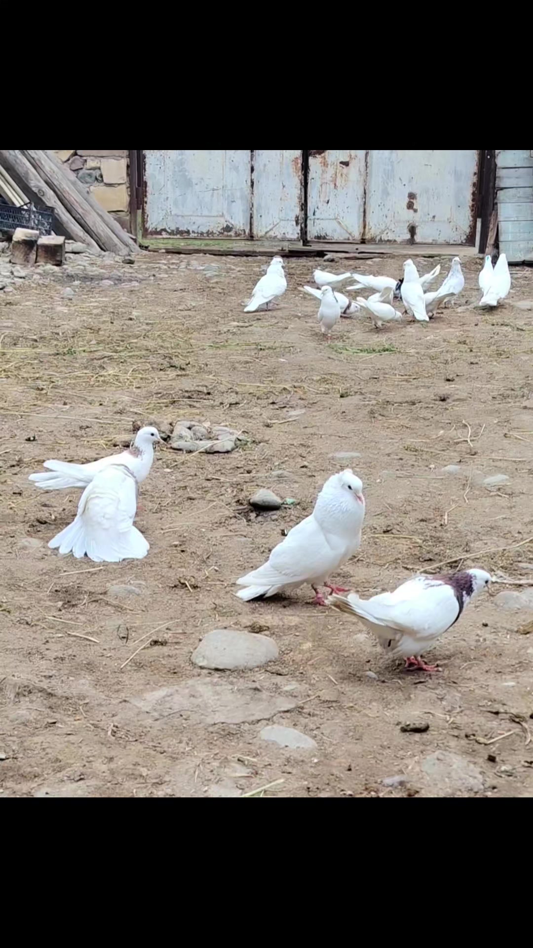 @Göyərçin51