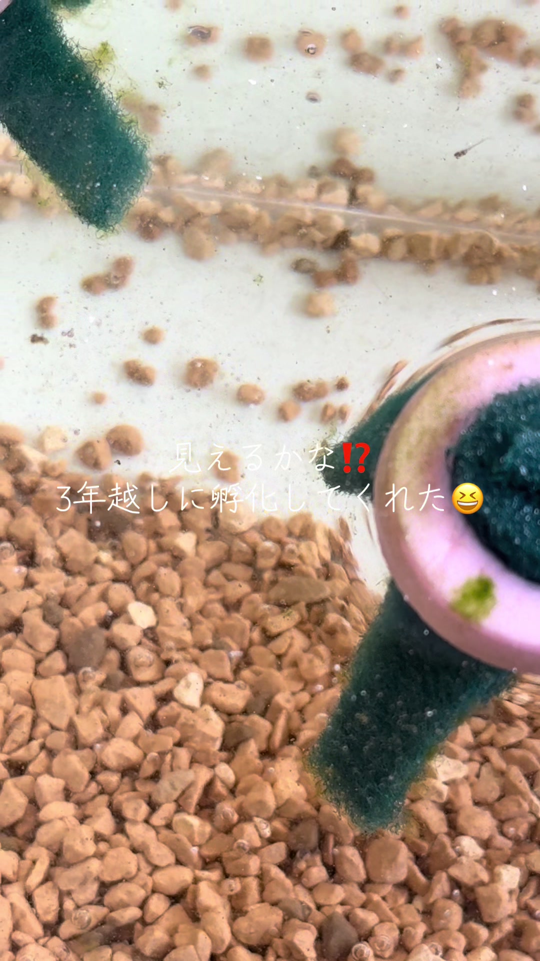 @デブデブ船長