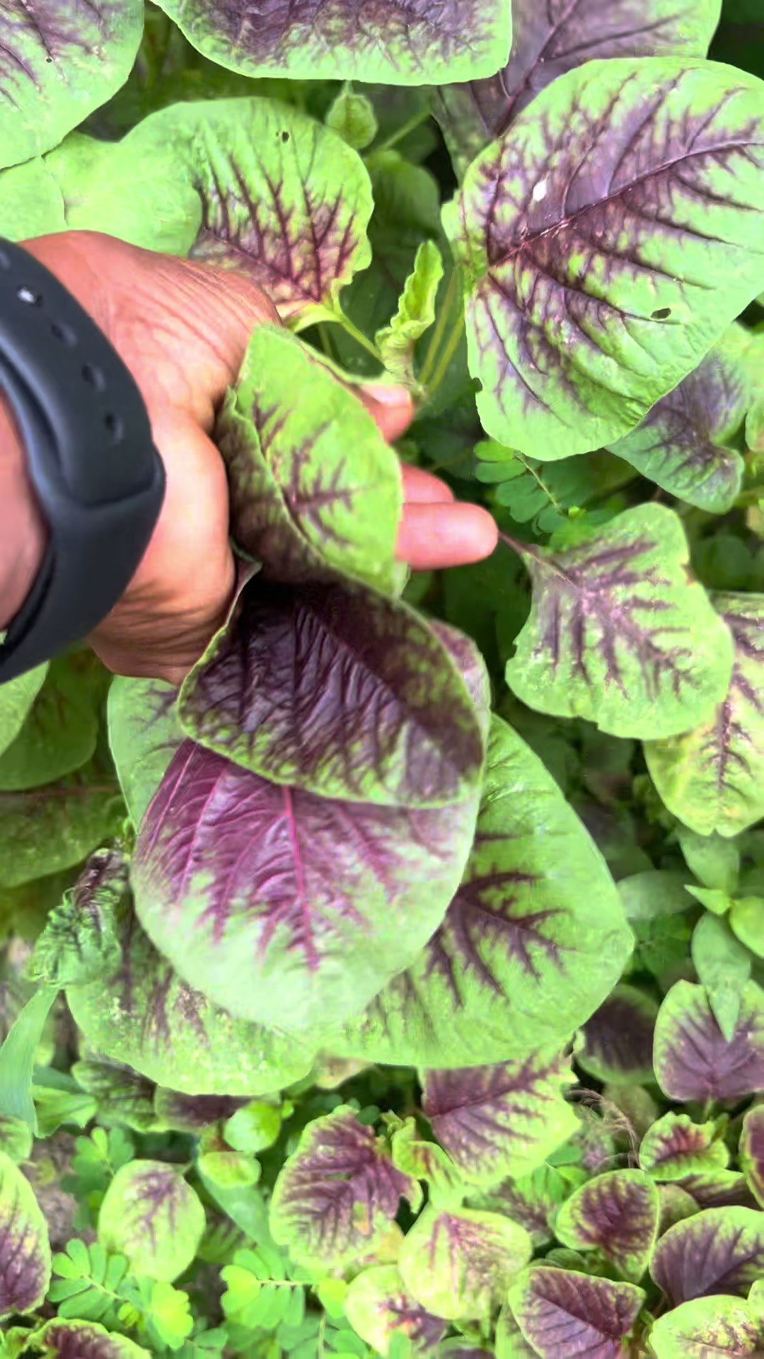 @Gardening4ME