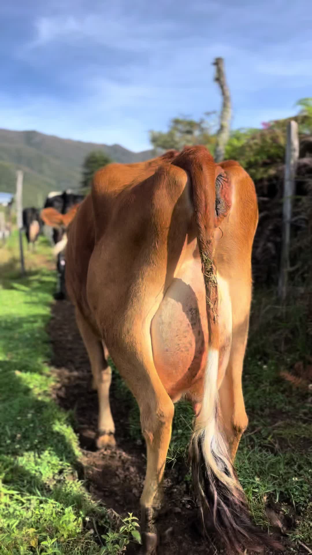 @SHARLY  🤠🐮
