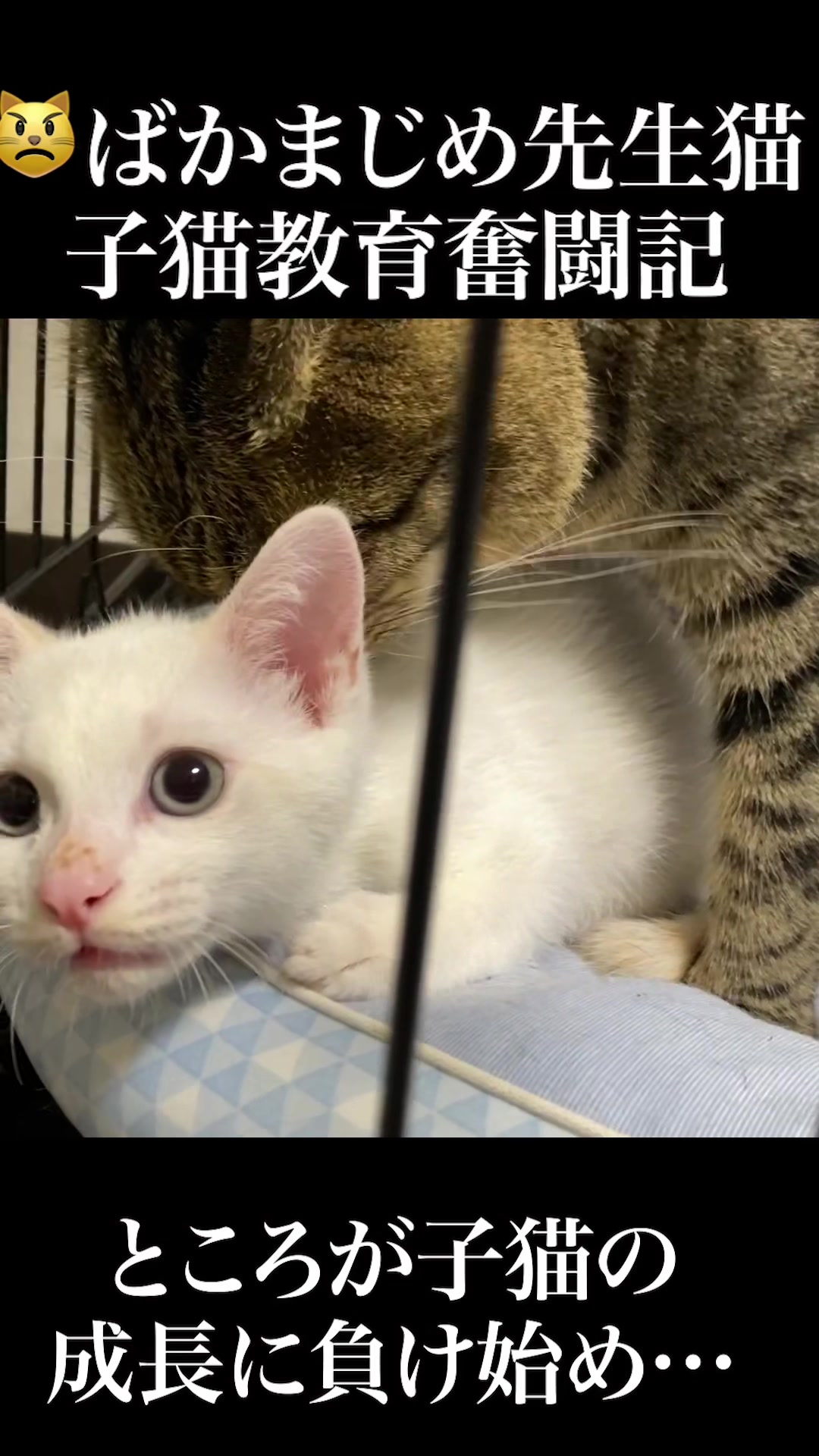 @ねこかます