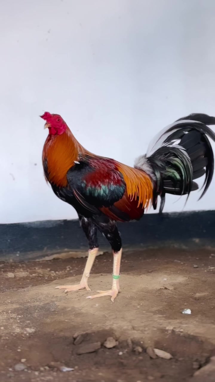 @NICK GAMEFARM