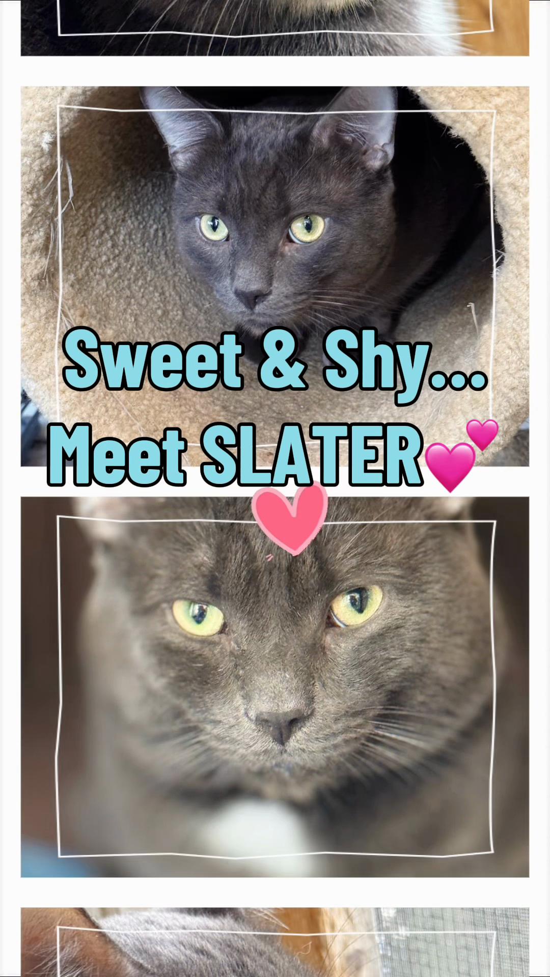 @North Toronto Cat Rescue