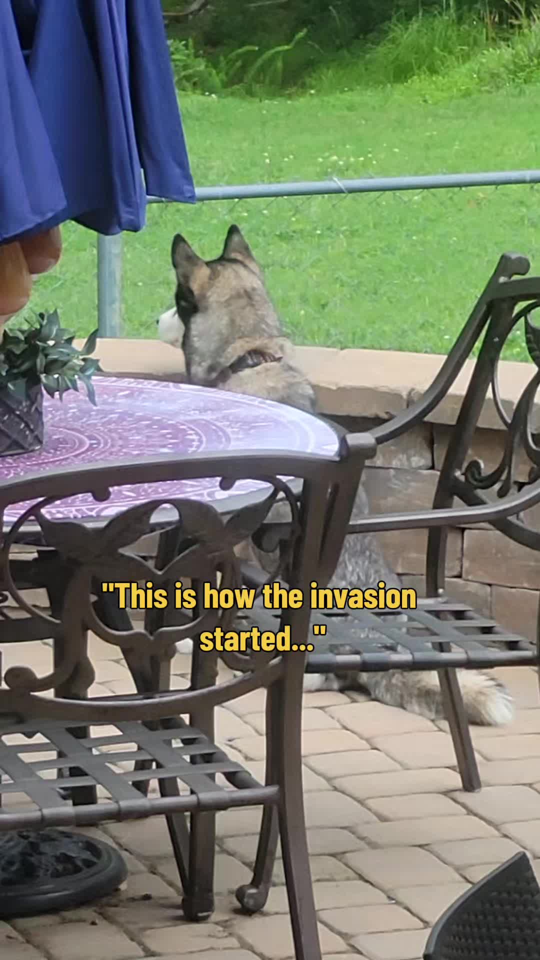 @the Hussey Husky