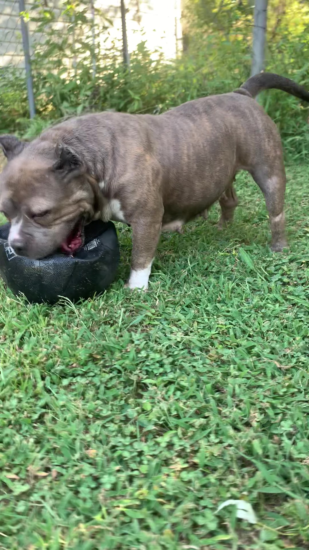 @DogMane Tae HumBull Kennels