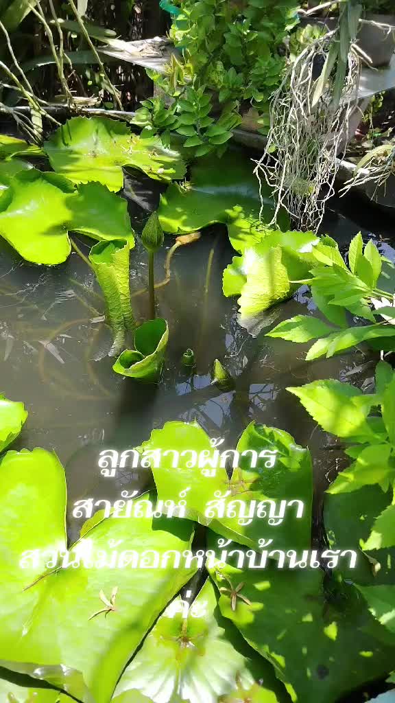 @ลำพึง เอี่ยมสุดใจ