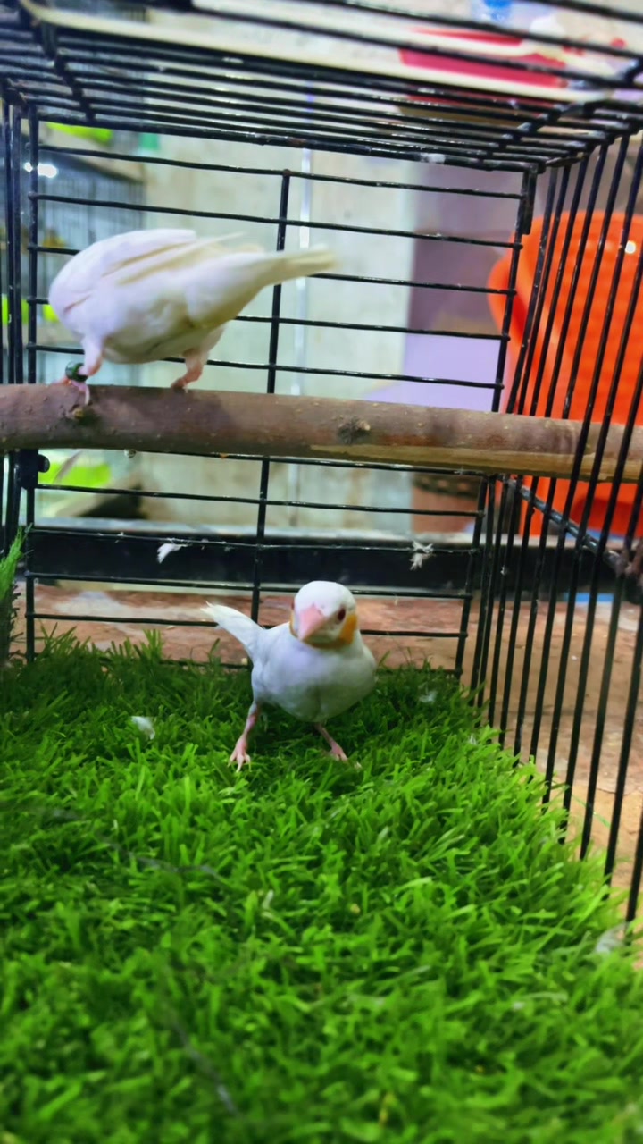 @Lala Aviary