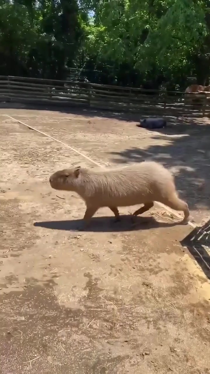 @capybaraninja