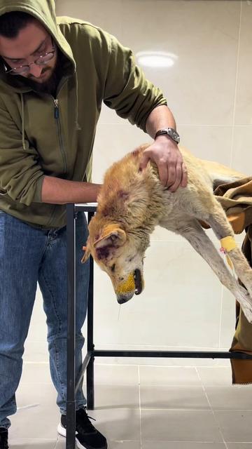 @Dr. Rami Awwad (vet)๐ถ๐ฑ