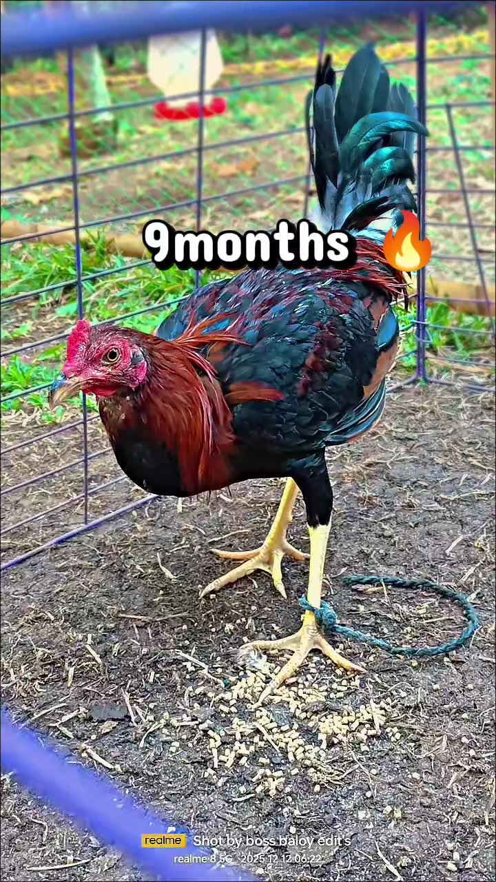 @bossB