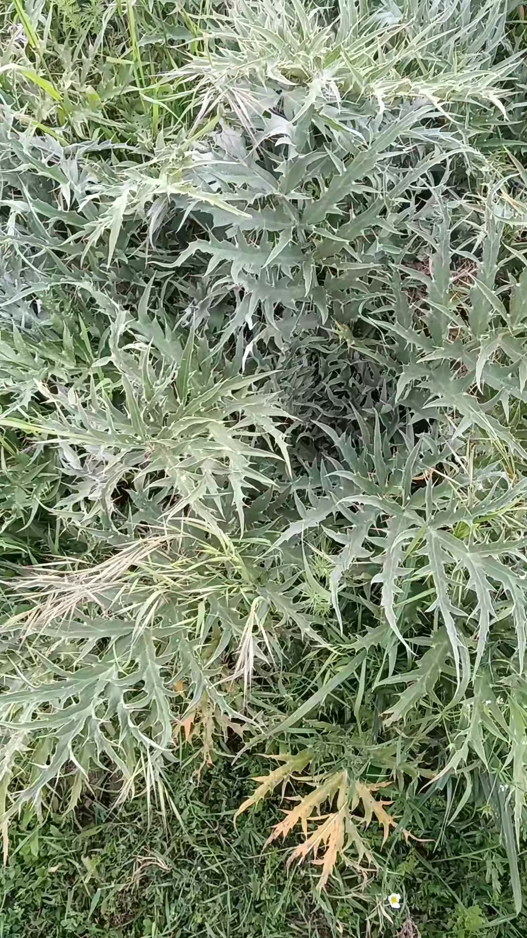 @🐺الذئب🐺المنفرد🐺