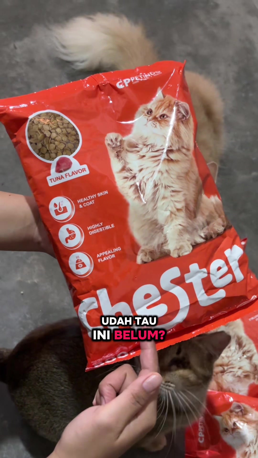 @BUMI ANABUL😺