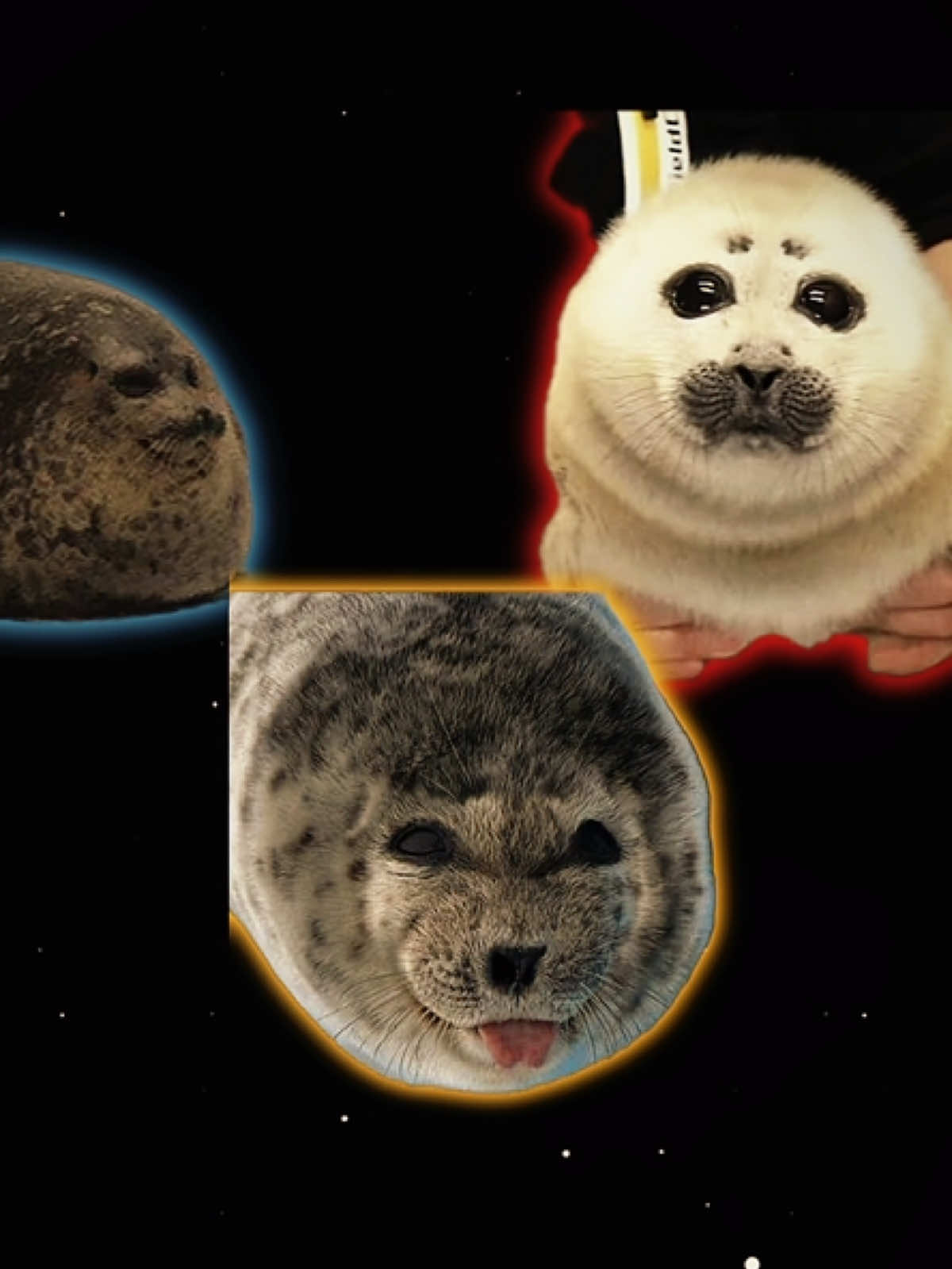 @seal lover 🦭⋆˚꩜｡⋆˚🩵