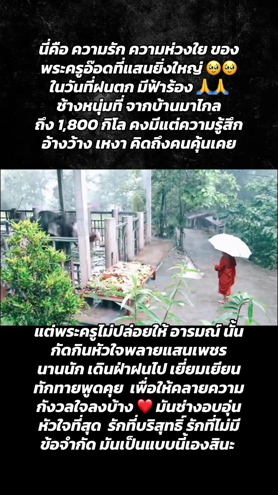 @🪭💰Fairy_Rainy🍃🫧❤️1.9M❤️