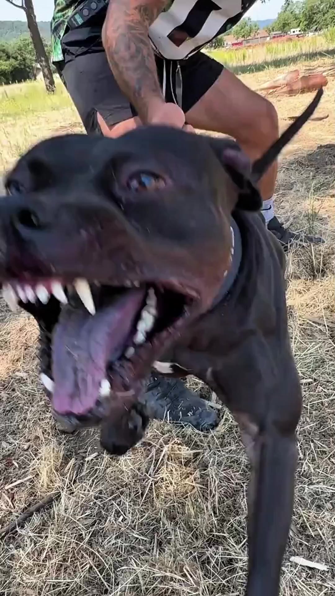 @Zona dos Cães