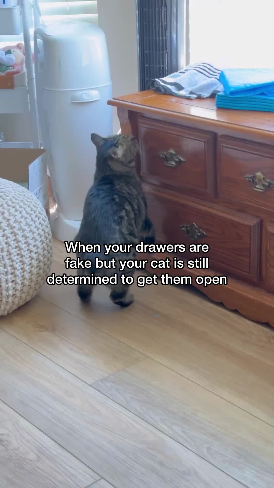 @Chip The Manx