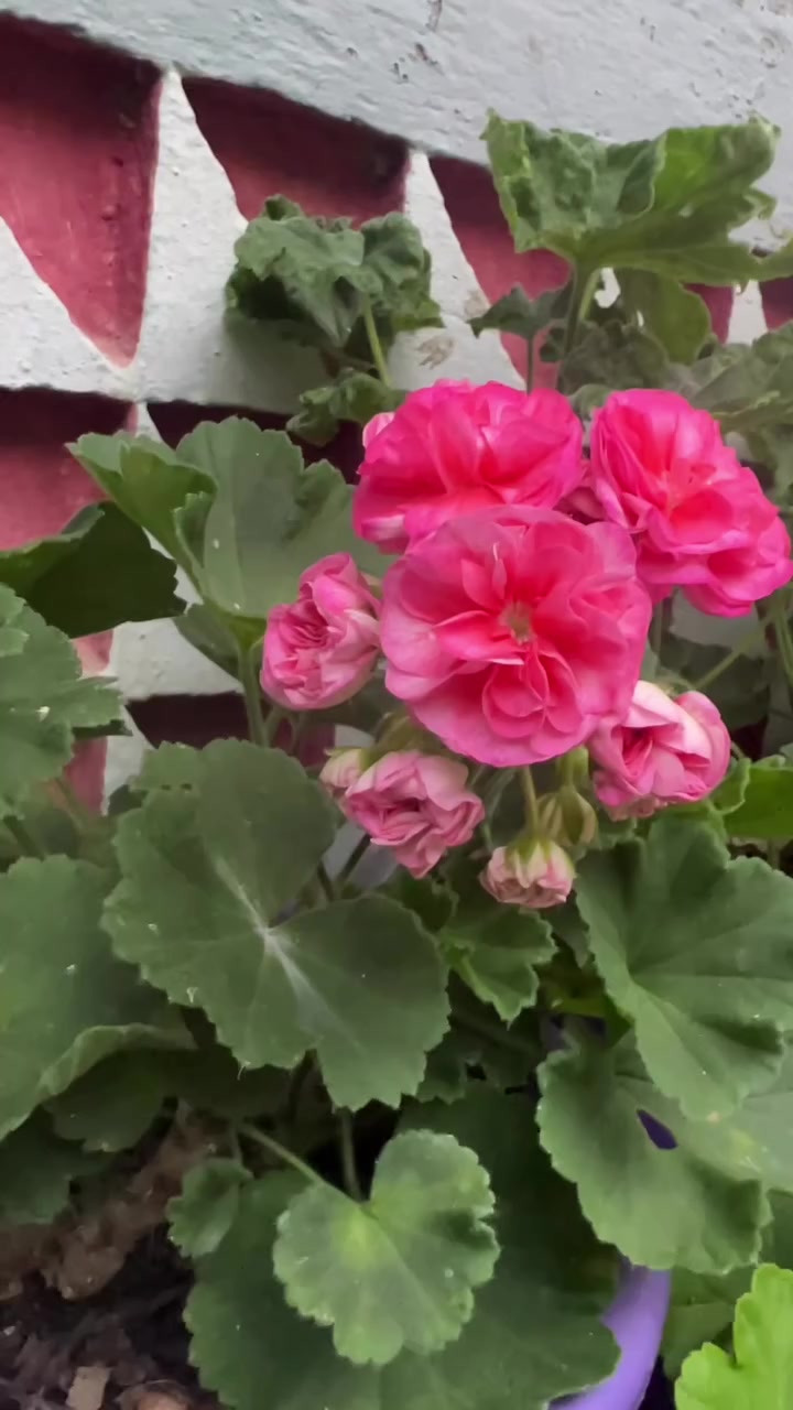 @💧Çiçek dostu 🇹🇷💧