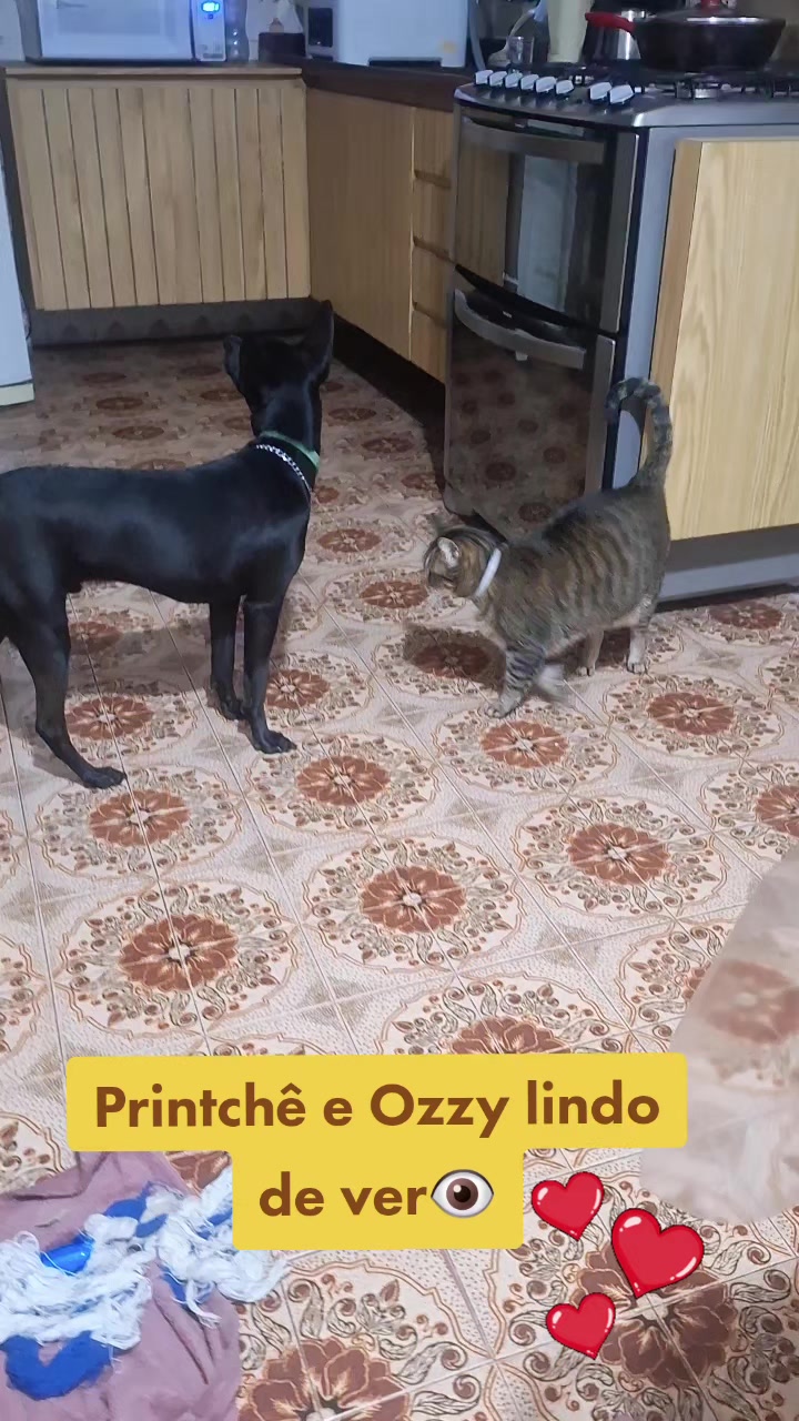 @MagdaAmoAnimais😾🐶🕊