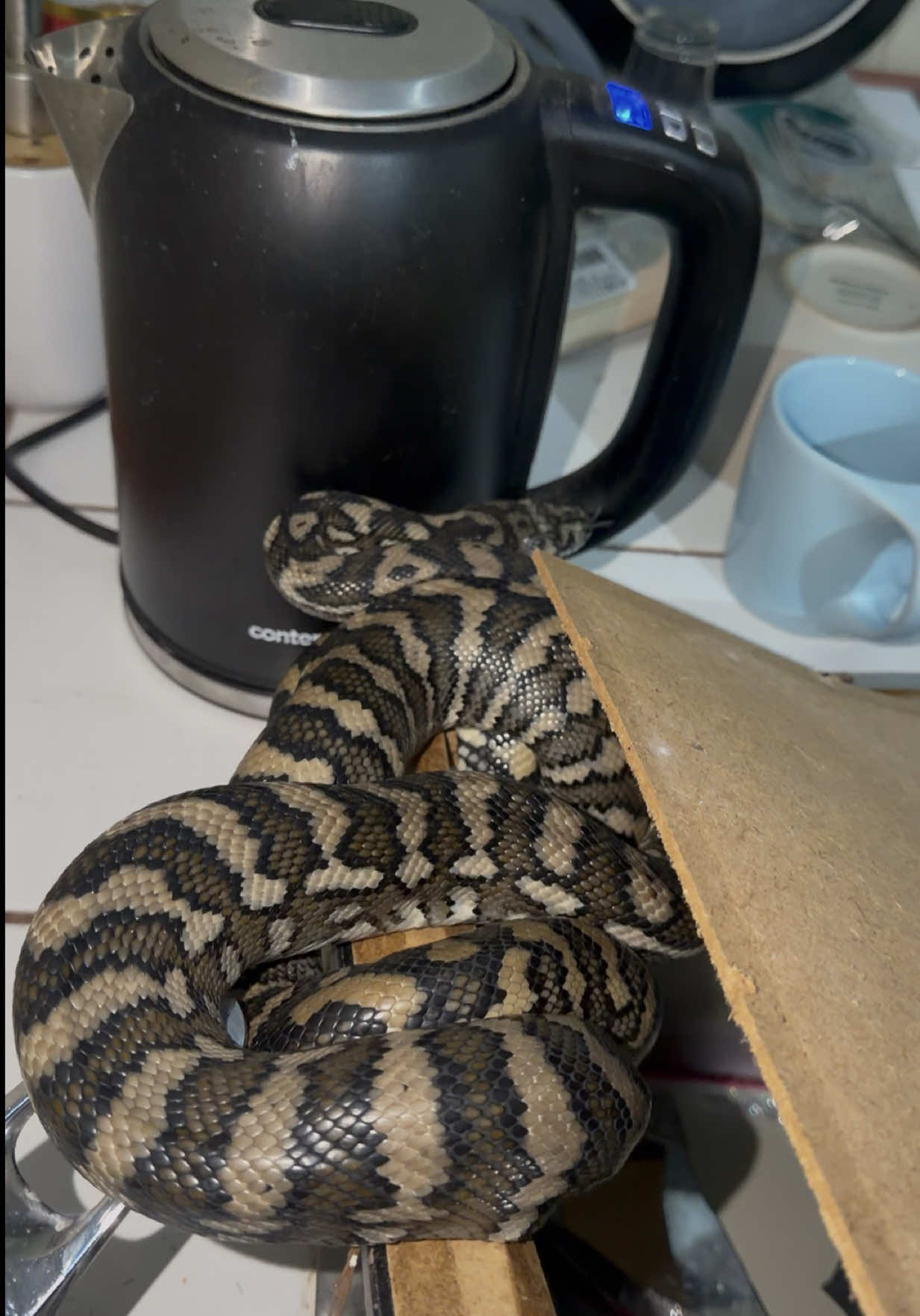 @Snake Catcher Dan