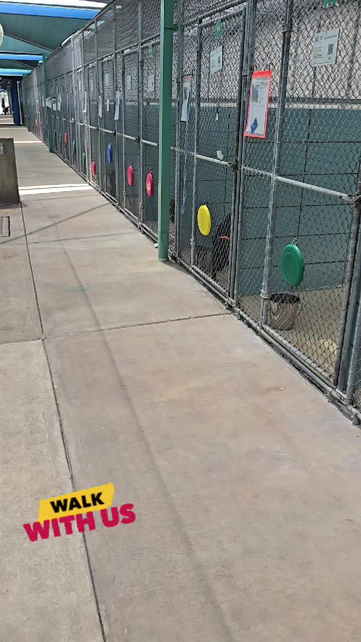 @RescueMeTampa-ShelterDogs