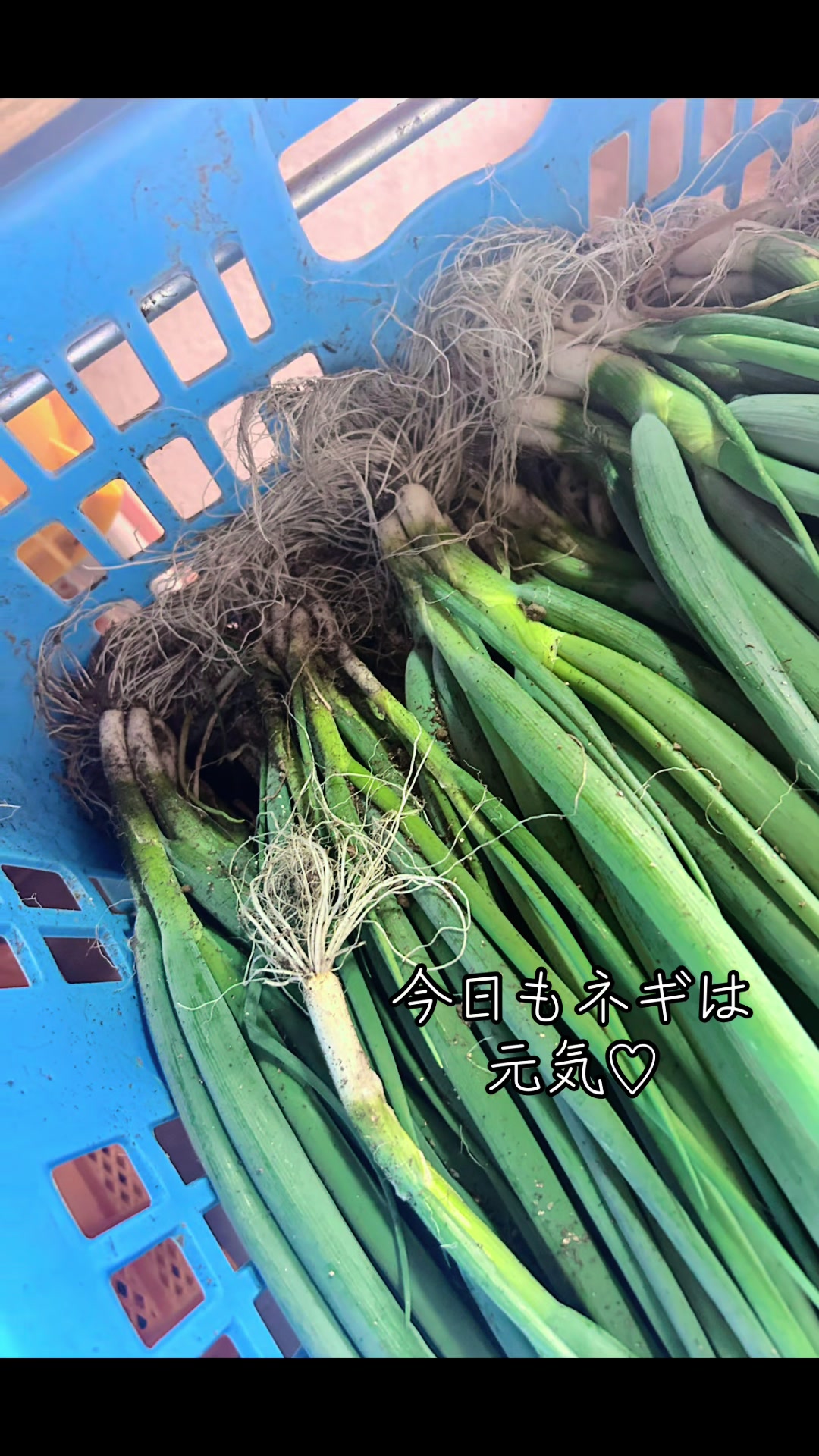 @snup.farm
