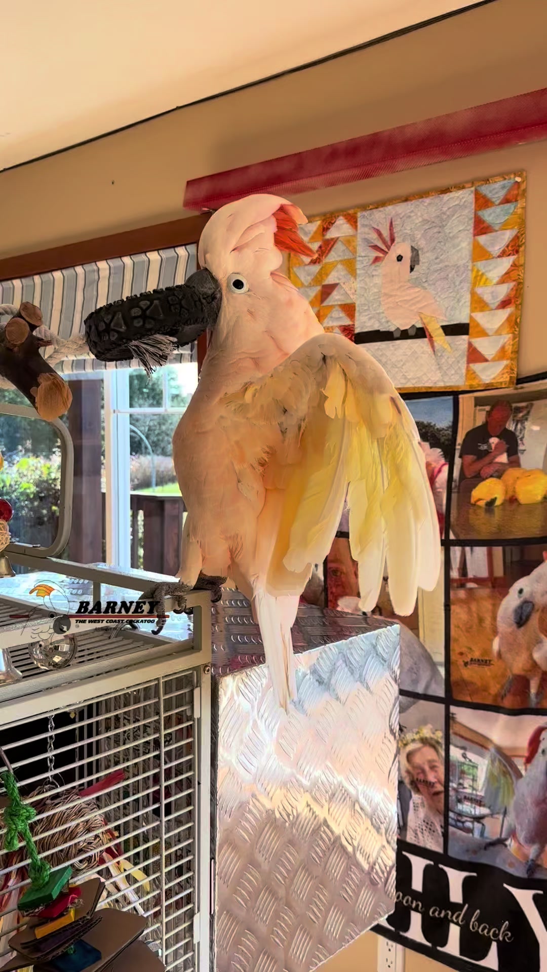@Barney the West Coast Cockatoo
