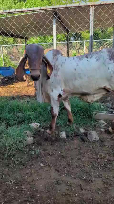 @Rancho El guanaco