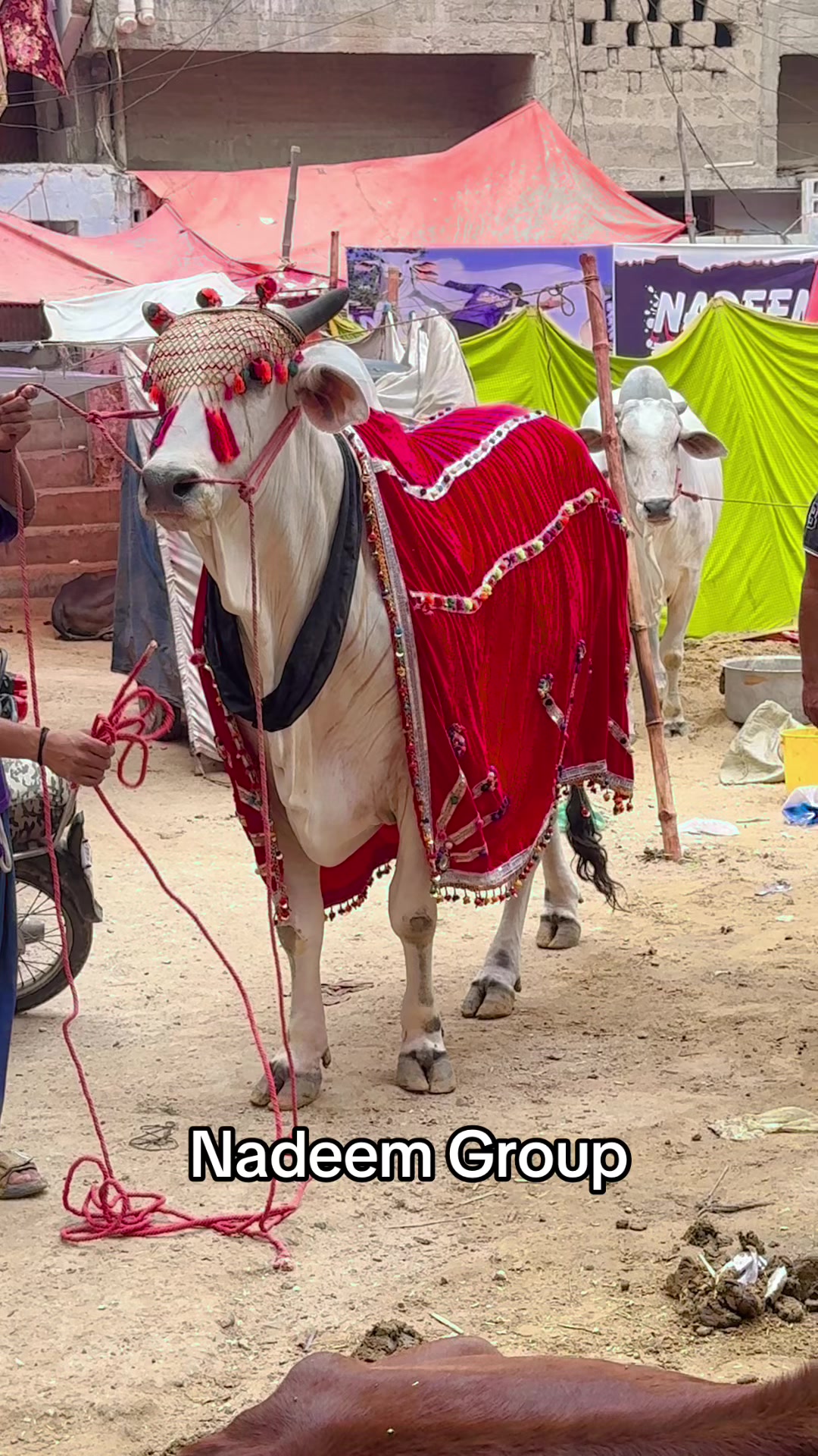 @Karachi Bull lovers