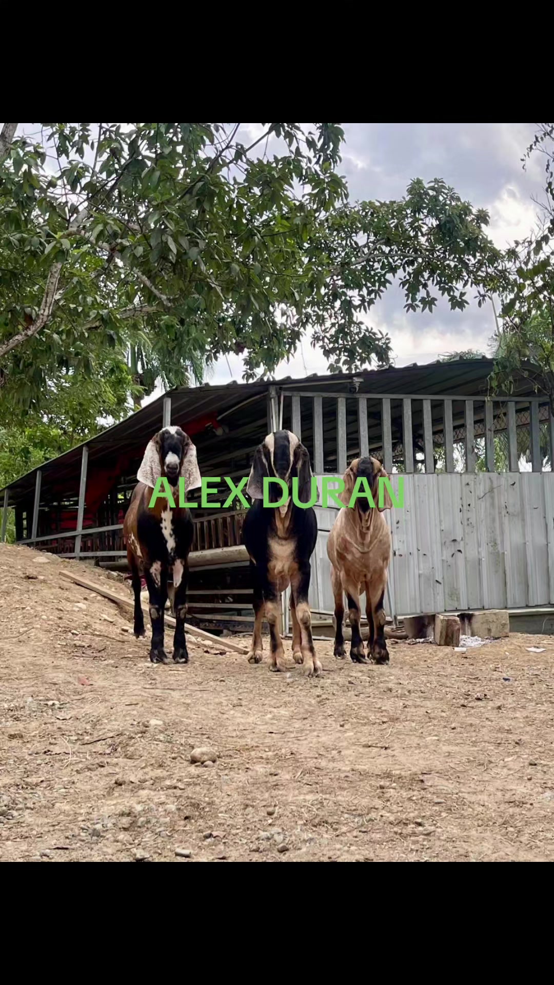 @alexduran7558