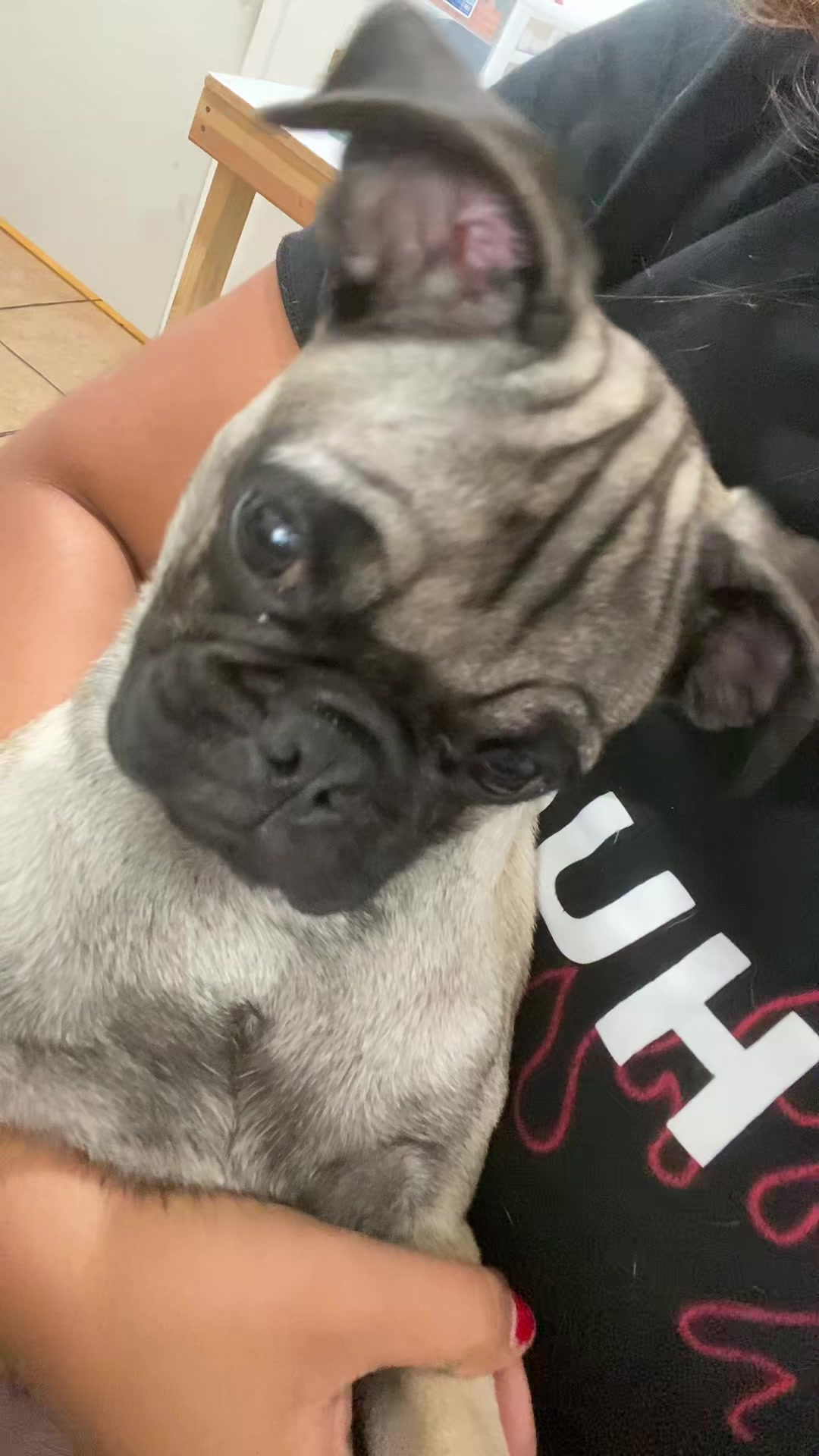 @Puggo ❤️