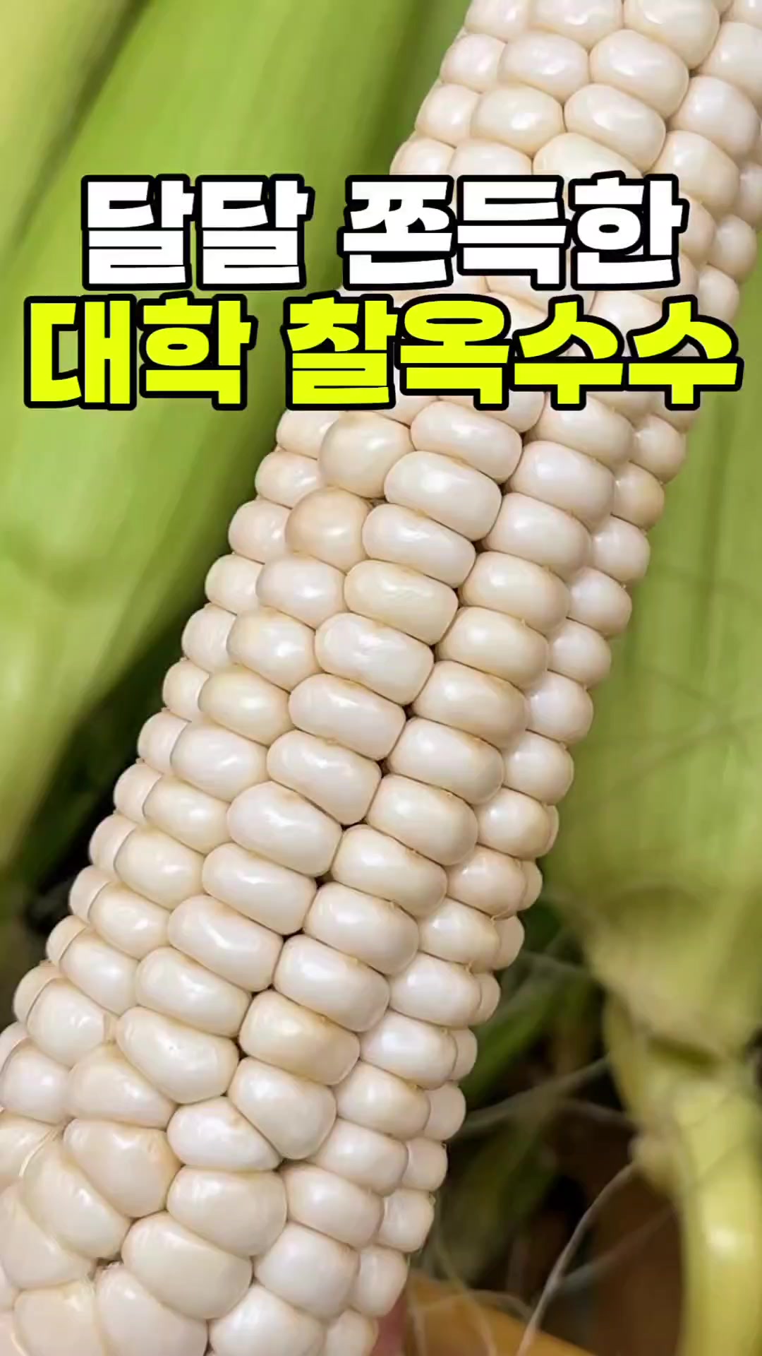 @싱싱햇 - 365일 싱싱한 햇 제철 먹거리