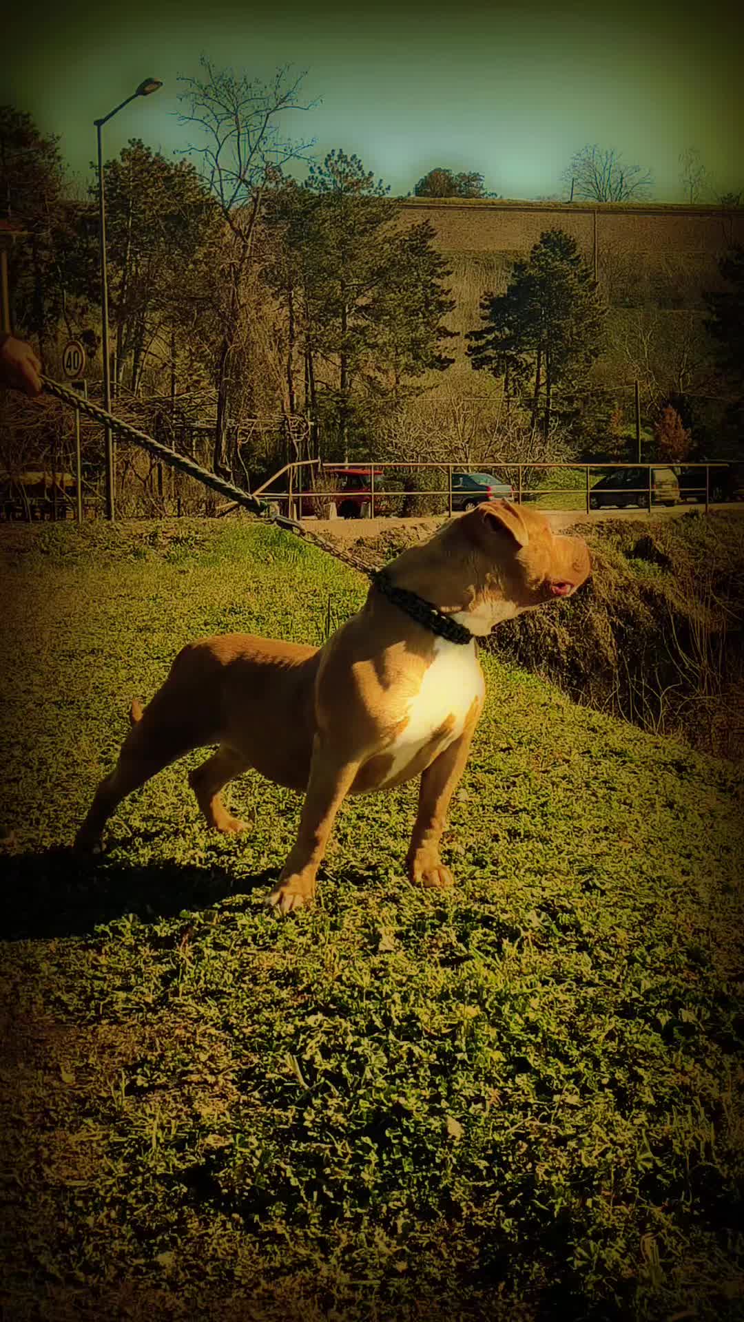 @serbianbully