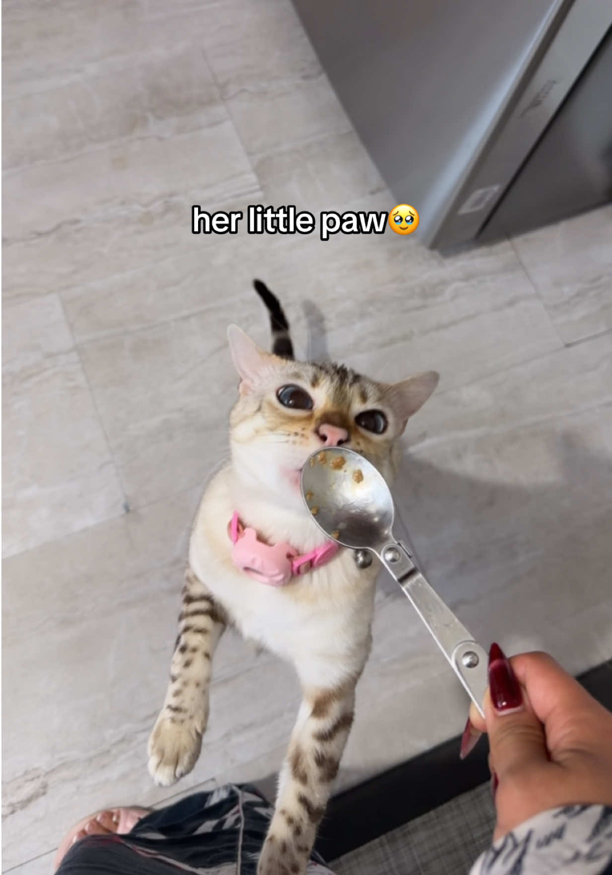 @Mirajane The Bengal🐾