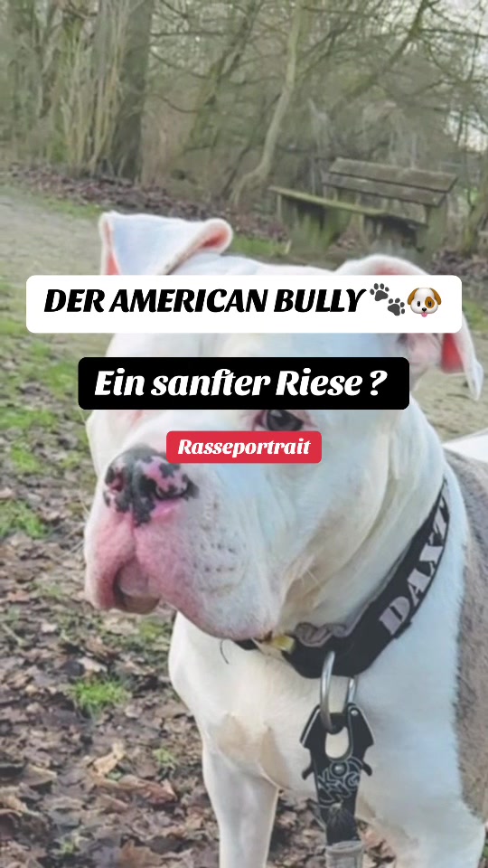 @daxter_the_bulldog