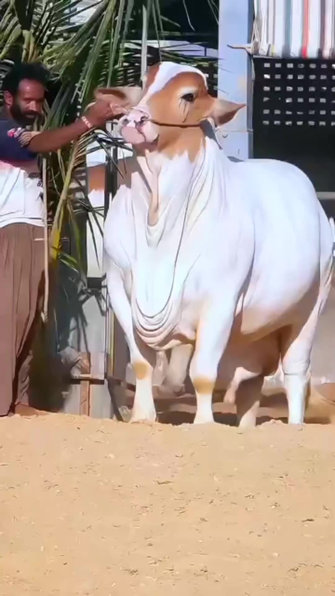 @Sameer._.Raza🤣