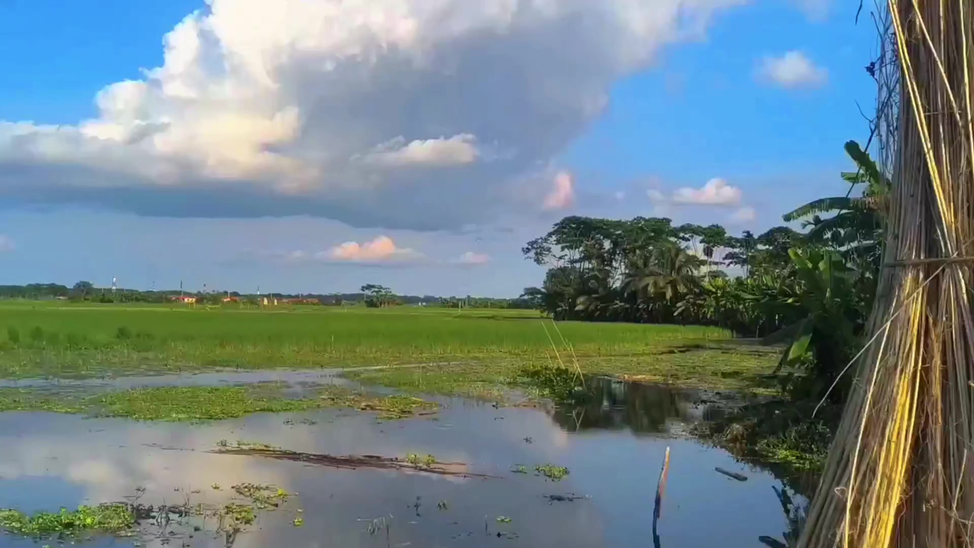 @🍃🕊️ ”প্রকৃতির ছোঁয়া” 🕊️🍃