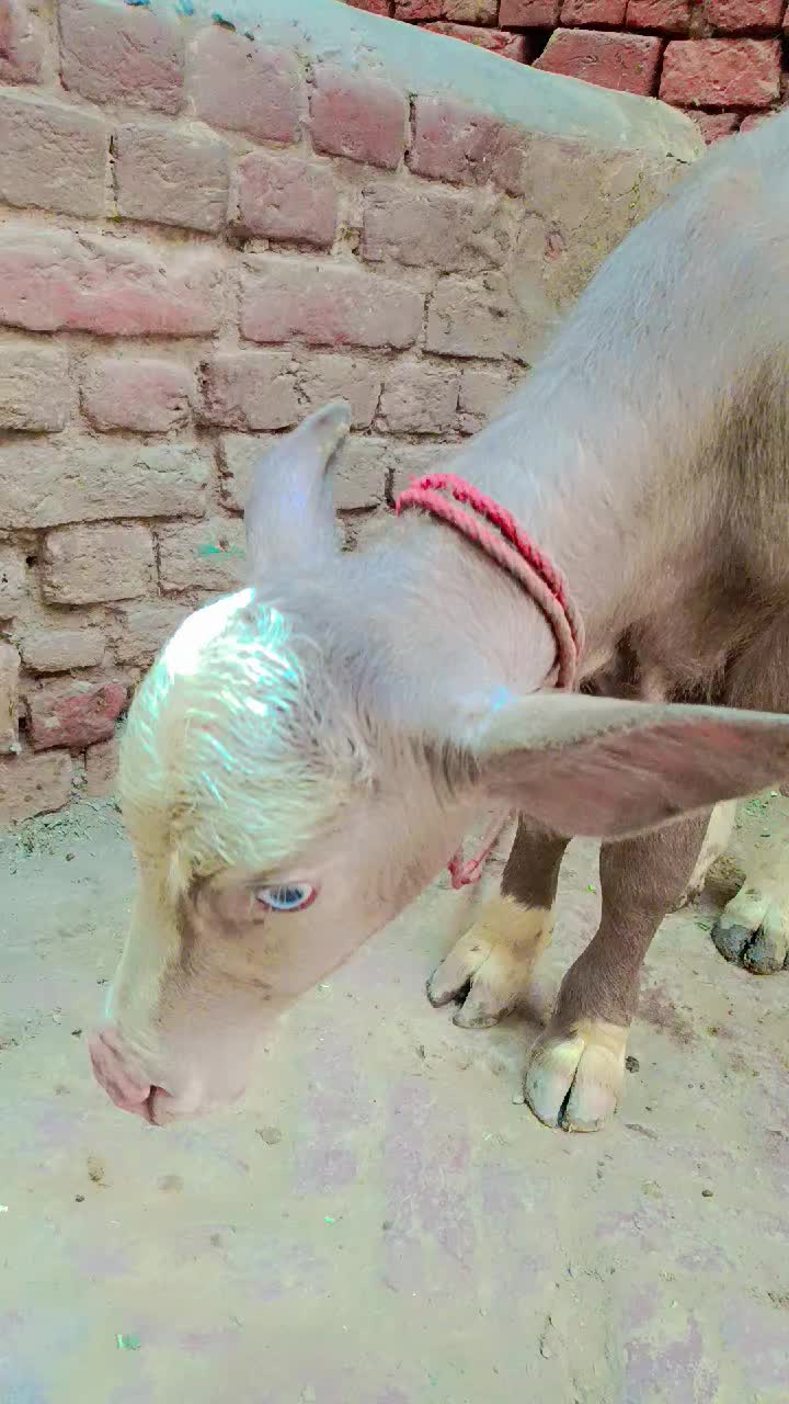 @⚔️🥷🏻 ندیم احمد بھٹی 🦅✌️