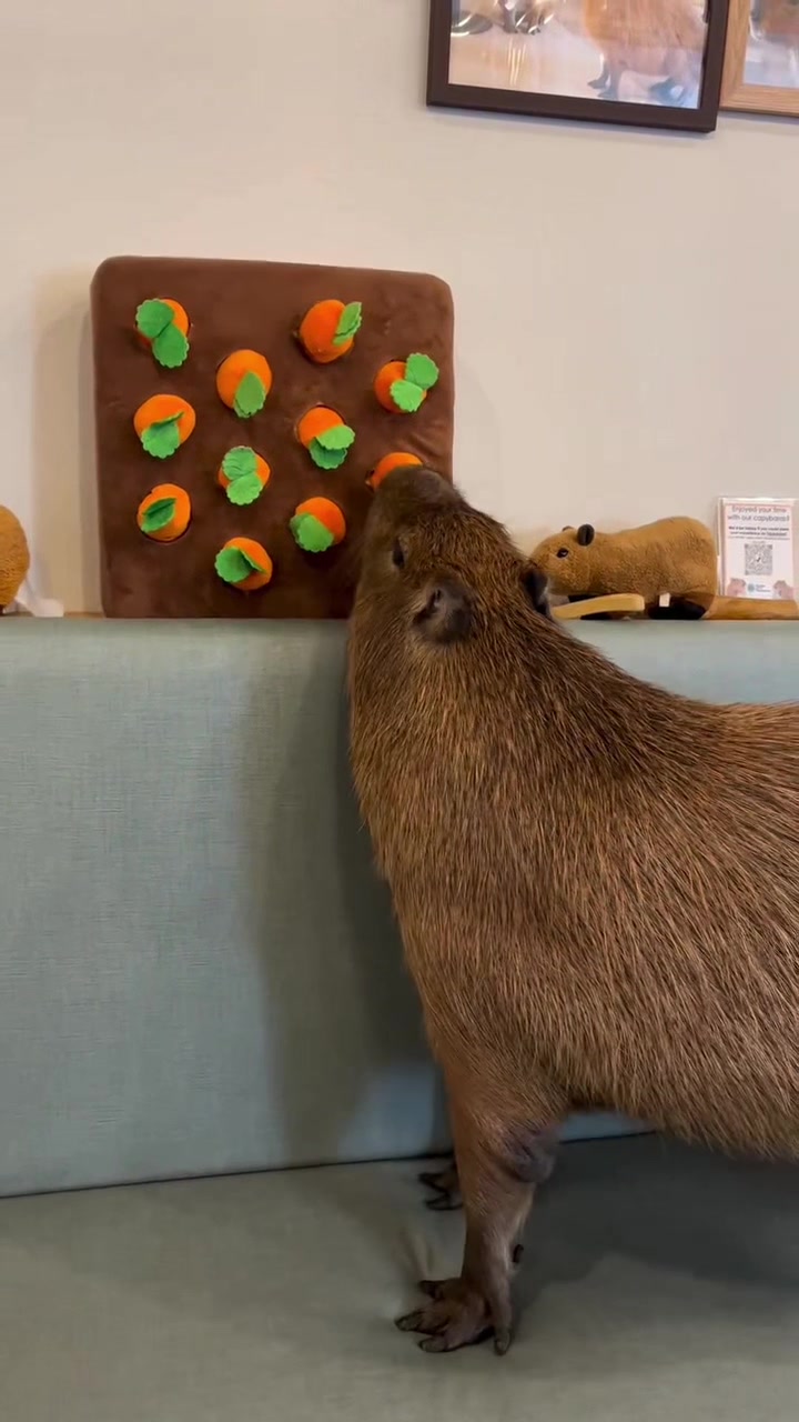 @Capybarabaramedia