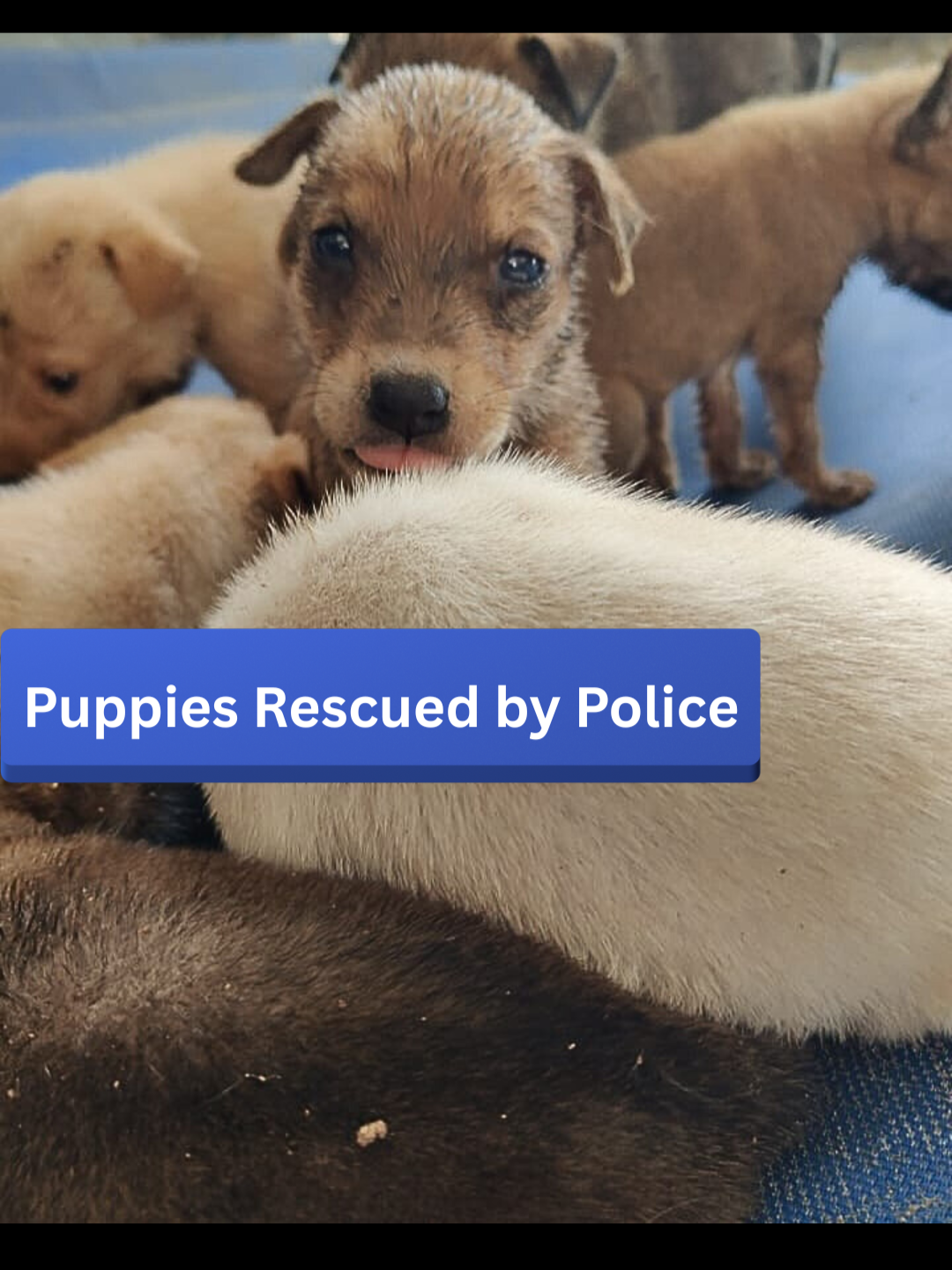 @A Dogs New Life