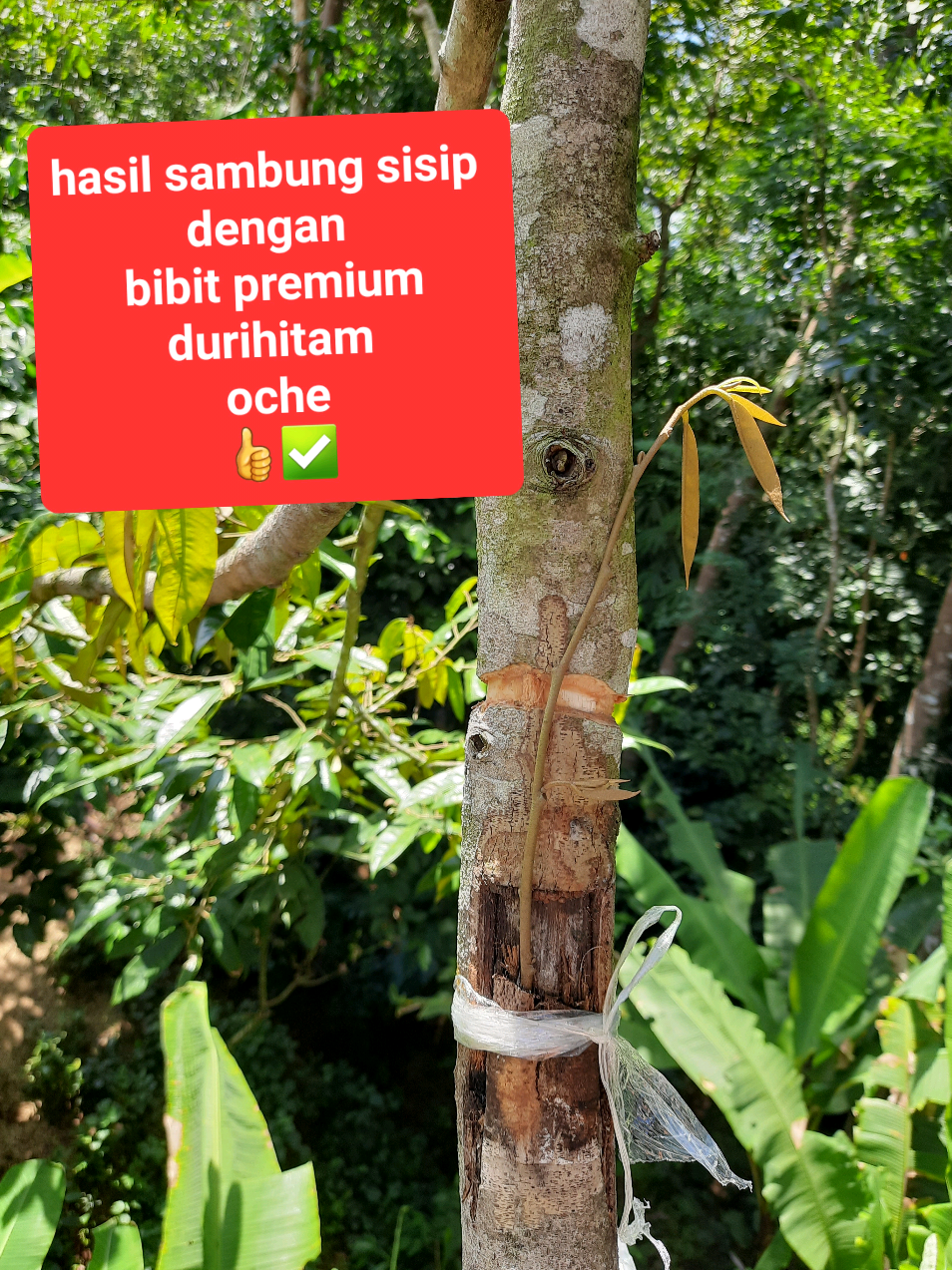 @embunpagi20