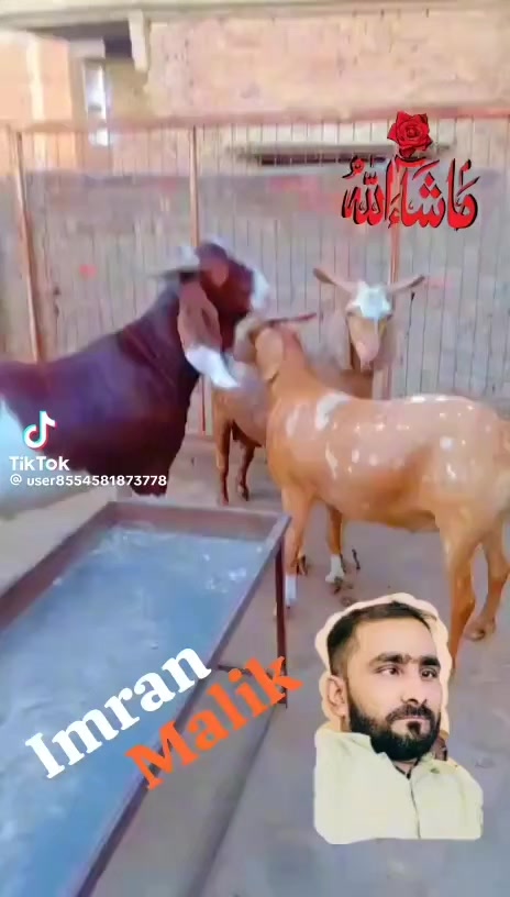 @rihan malik