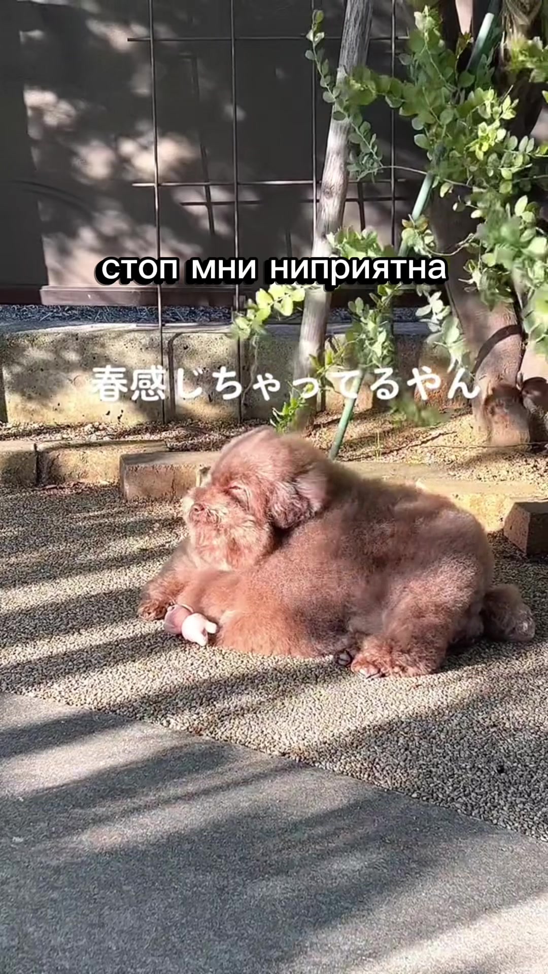 @ипучи