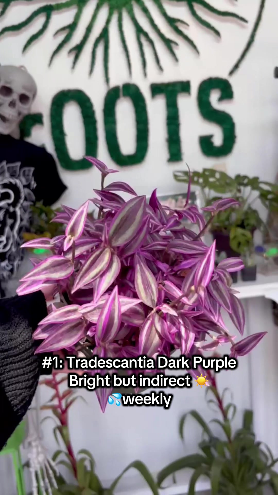 @Rootskc