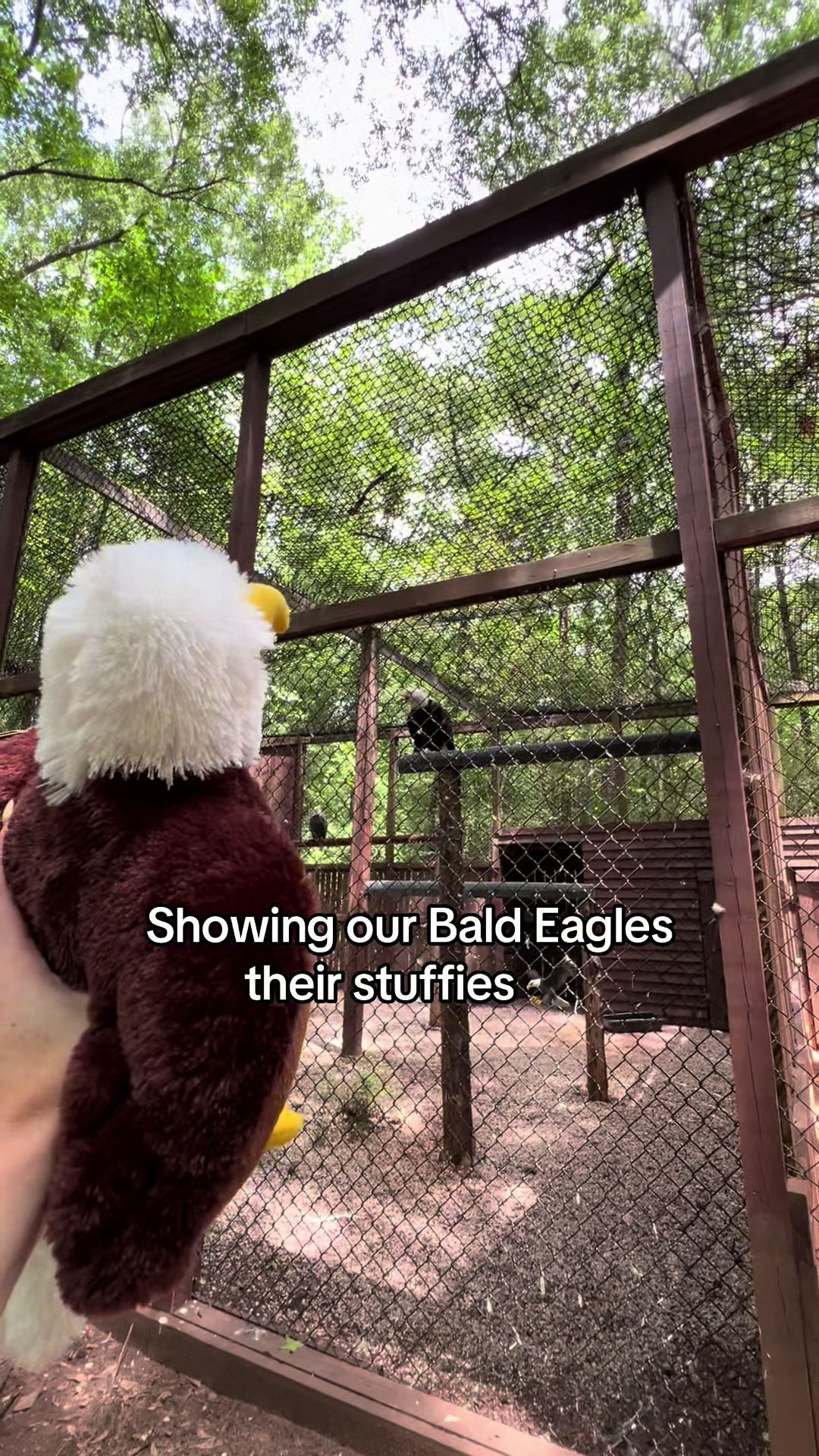 @Carolina Raptor Center