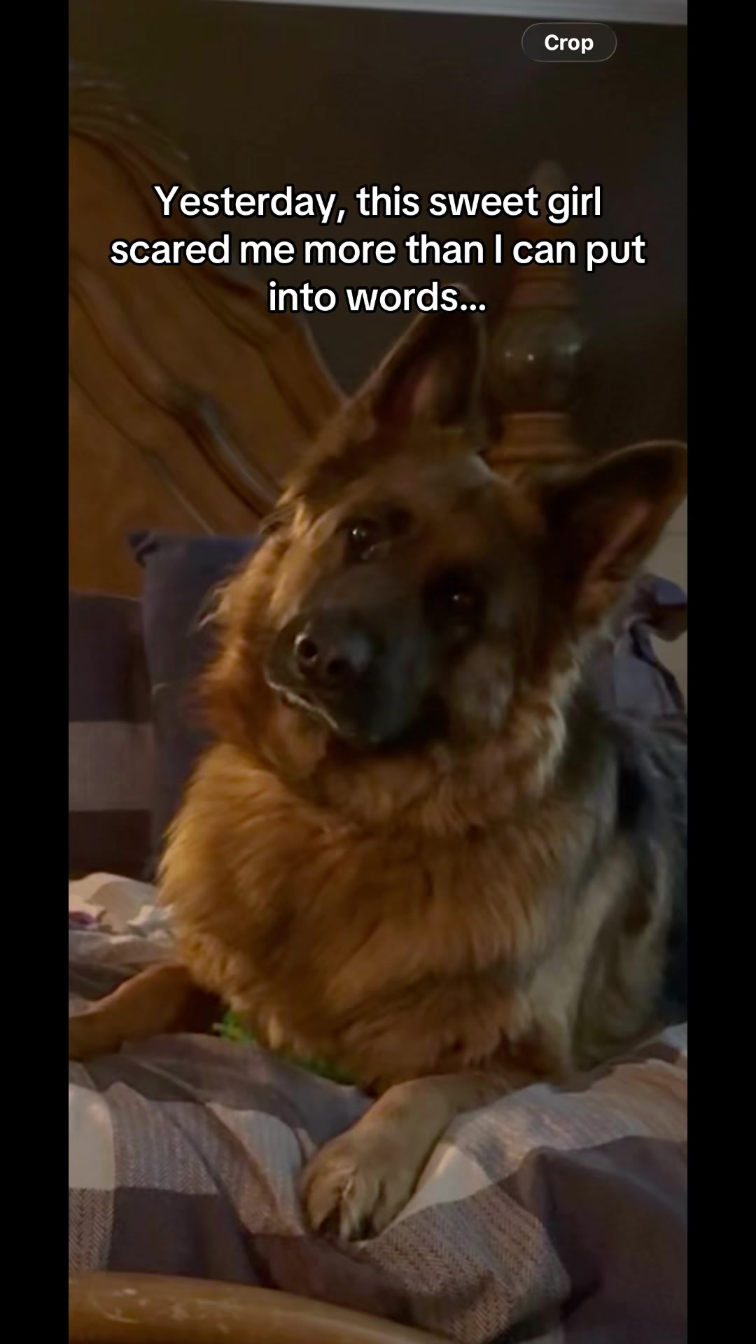 @ksdoggos