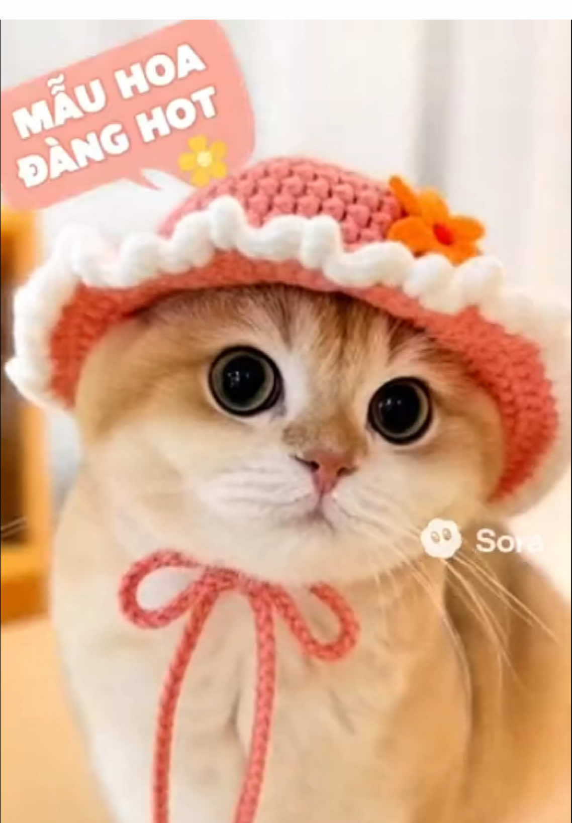 @M&egrave;o 247