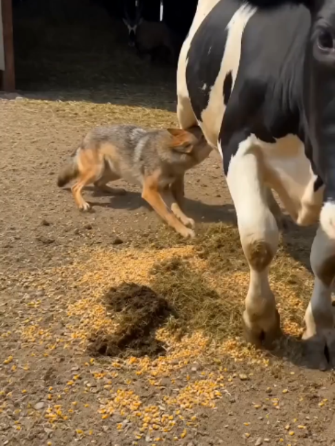 @NutsyFarm