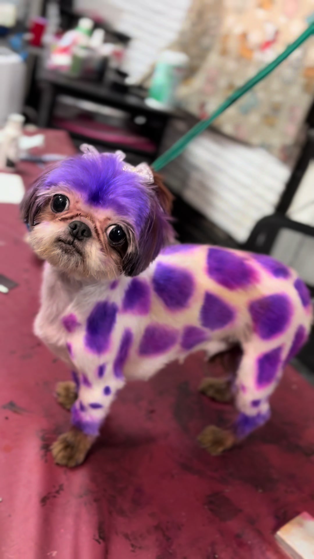@PRETTY PAWS FURRY SALON🐾💜