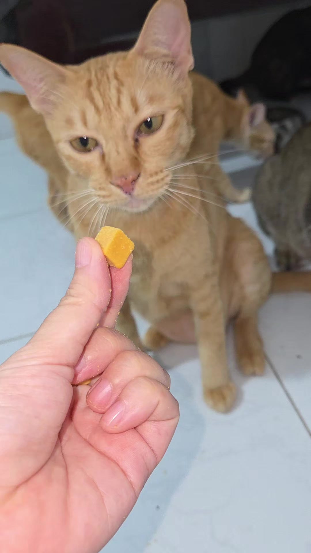 @Khế th&uacute;i