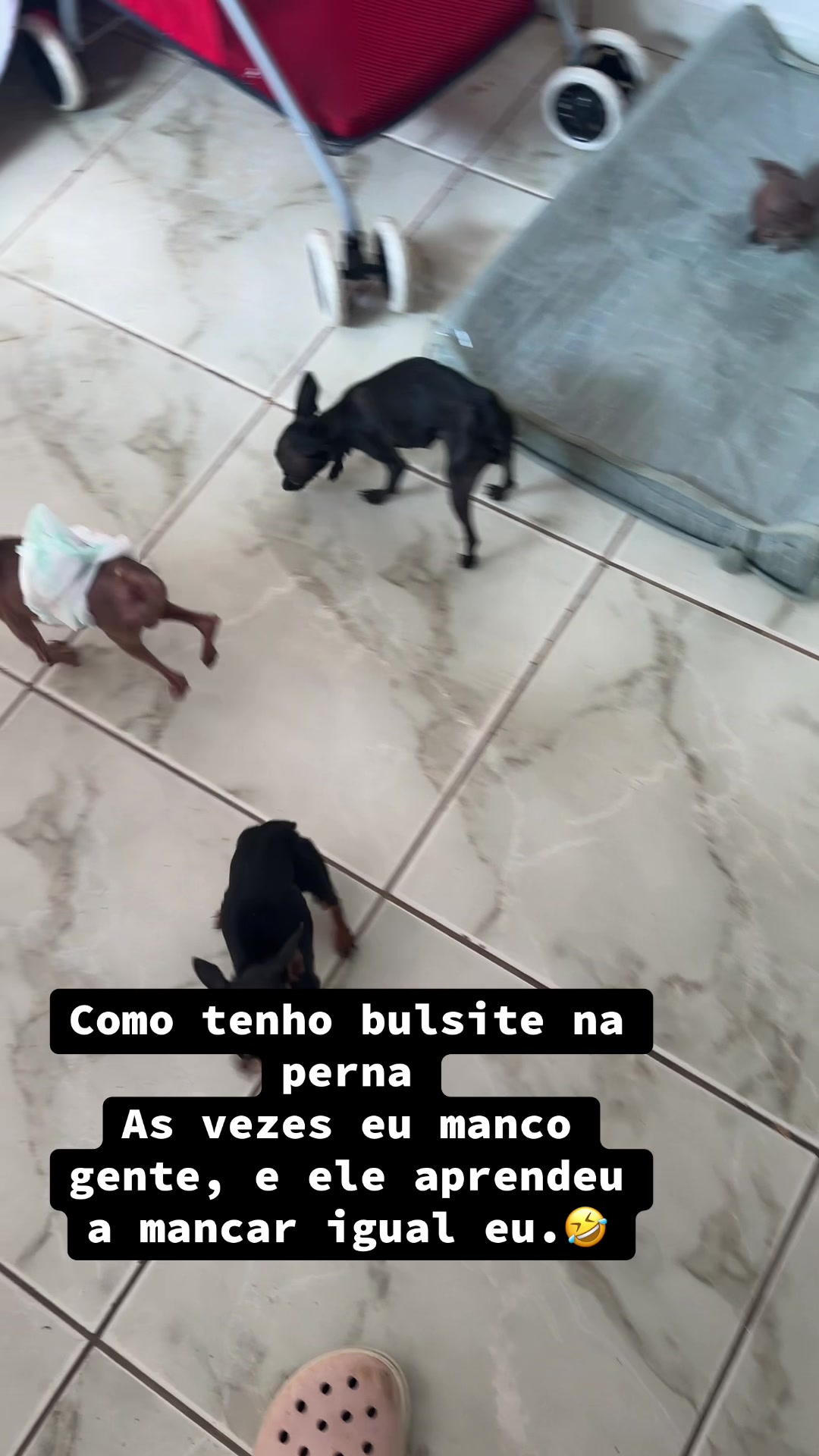 @rozi_pet_micros_oficial